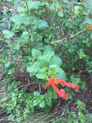 Salvia regla
