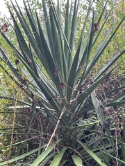 Yucca gloriosa