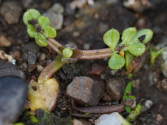 Limnanthes macounii