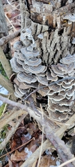 Trametes versicolor image