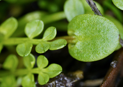Limnanthes macounii