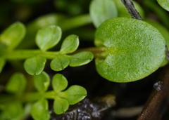 Limnanthes macounii
