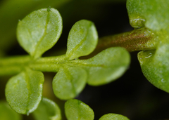 Limnanthes macounii