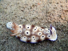 Hypselodoris tryoni
