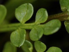 Limnanthes macounii