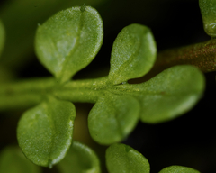 Limnanthes macounii