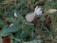 Silene latifolia