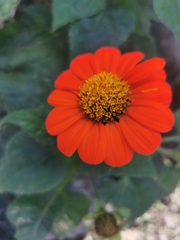 Tithonia rotundifolia