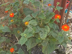 Tithonia rotundifolia