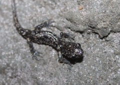 Aneides lugubris
