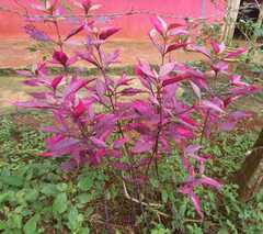 Alternanthera
