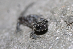 Aneides lugubris