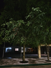 Diospyros pentamera