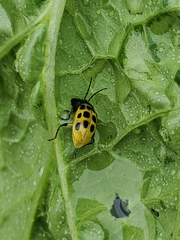 Diabrotica undecimpunctata