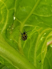 Diabrotica undecimpunctata