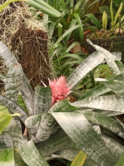 Aechmea fasciata