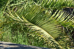 Phoenix canariensis