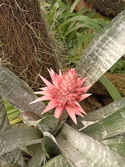 Aechmea fasciata
