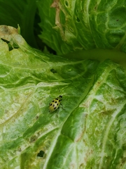 Diabrotica undecimpunctata