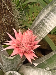Aechmea fasciata