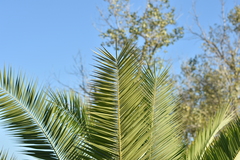 Phoenix canariensis
