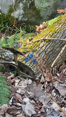 Caulophyllum thalictroides