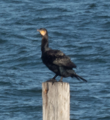 Phalacrocorax carbo