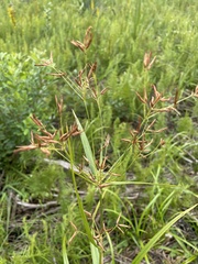 Rhynchospora corniculata