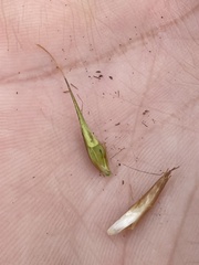 Rhynchospora corniculata