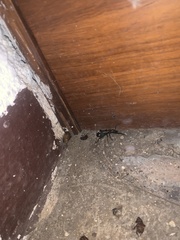 Cypholoba graphipteroides