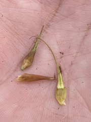 Rhynchospora corniculata