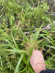 Rhynchospora corniculata