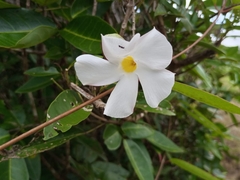 Rhabdadenia biflora