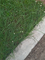 Cyperus sesquiflorus