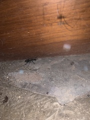 Cypholoba graphipteroides