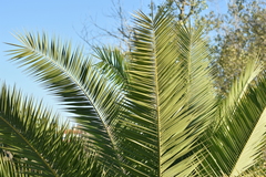 Phoenix canariensis