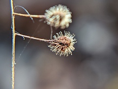 Circaea canadensis