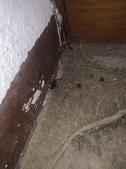 Cypholoba graphipteroides