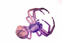 Xysticus pseudocristatus