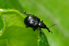 Attelabidae