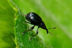 Attelabidae