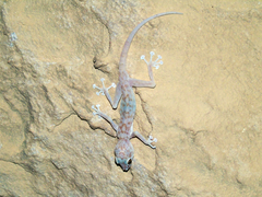 Ptyodactylus hasselquistii