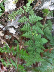Myriopteris microphylla