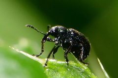 Attelabidae