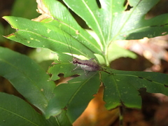 Cardiodactylus borneoe