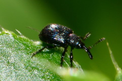 Attelabidae