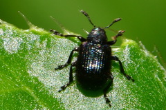 Attelabidae