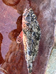 Scorpaena mystes
