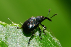 Attelabidae