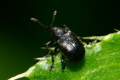 Attelabidae